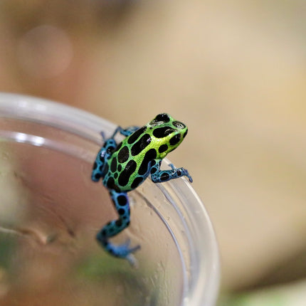 Ranitomeya Variabilis image 0