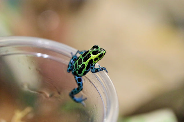 Ranitomeya Variabilis image 0