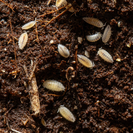 Trichorhina tomentosa “Dwarf White” Isopods image 2