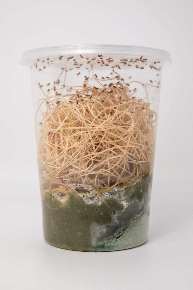 Drosophila Golden Hydei Fruit Flies image 1