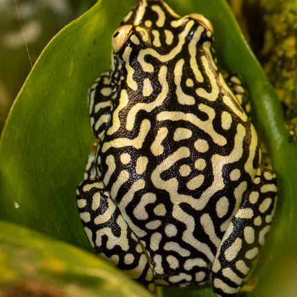 Starry Night Reed Frog image 2