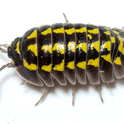 Armadillidium gestroi 'Gold Spot' image 5