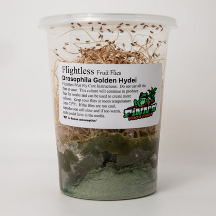 Drosophila Golden Hydei Fruit Flies image 0