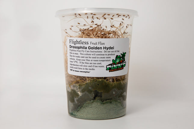 Drosophila Golden Hydei Fruit Flies image 0