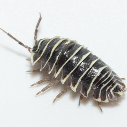 Armadillidium maculatum "Zebra" Isopods image 0