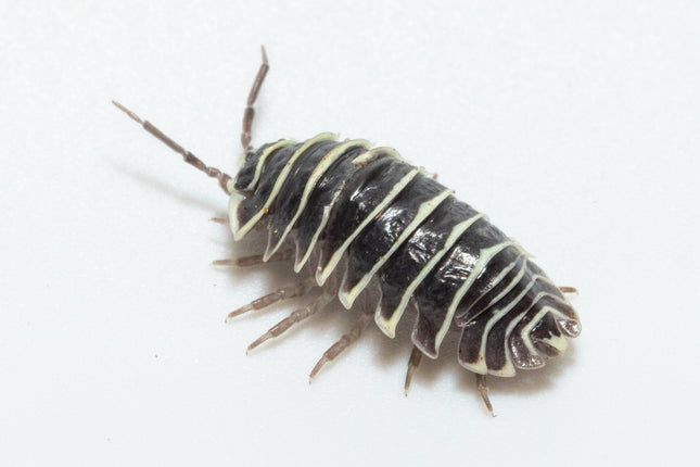 Armadillidium maculatum "Zebra" Isopods image 0