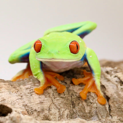 Red Eyed Tree Frog image 0