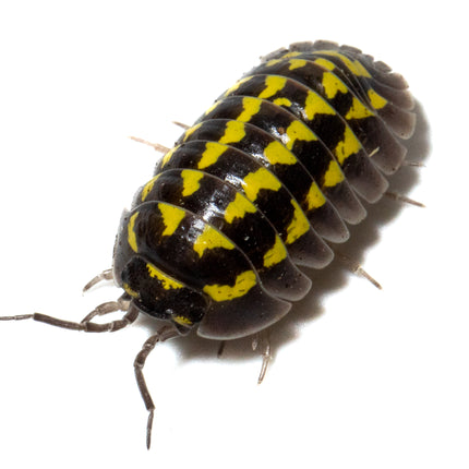 Armadillidium gestroi 'Gold Spot' image 4