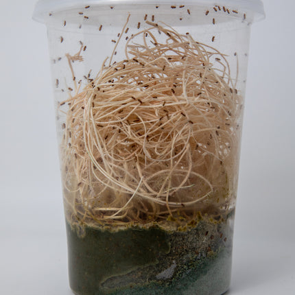 Drosophila Melanogaster Fruit Flies image 2