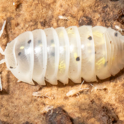 Armadillidium vulgare "Magic potion" image 1