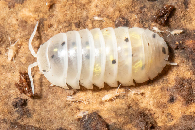 Armadillidium vulgare "Magic potion" image 1
