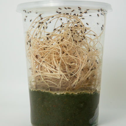 Drosophila Hydei Fruit Flies image 5