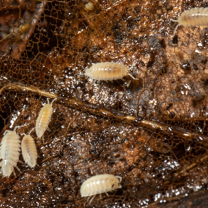 Trichorhina tomentosa “Dwarf White” Isopods image 4